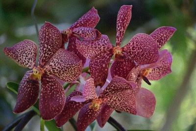 Wonders of Nadi Tour