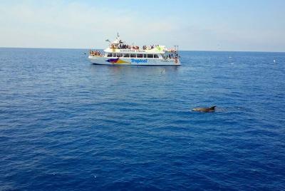 Dolphin Watching in Mallorca with Lunch Dolphin Watching in Mallorca with Lunch