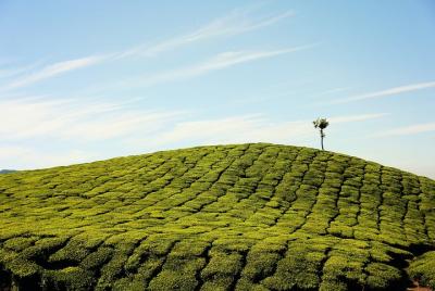 One Day Excursion from Cochin to Munnar One Day Excursion from Cochin to Munnar