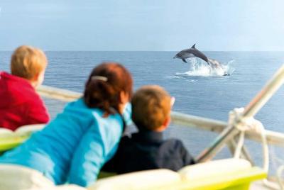 Experience a Sunrise with Dolphins Experience a Sunrise with Dolphins