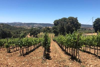 Ronda Full Day Wine Tour from Marbella Ronda Full Day Wine Tour from Marbella