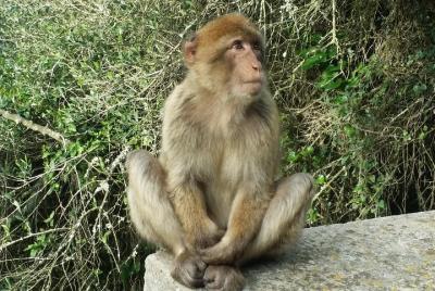 Gibraltar private trip from Marbella or Malaga Gibraltar private trip from Marbella or Malaga