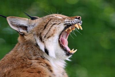 Doñana National Park: Private Day Trip from Costa del Sol