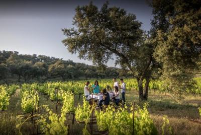 Ronda Private Wine Tour and Tapas from Marbella