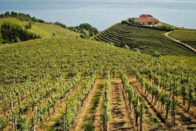 BASQUE CHEESE and TXAKOLI WINE - Private Gastronomic Adventure BASQUE CHEESE and TXAKOLI WINE - Private Gastronomic Adventure