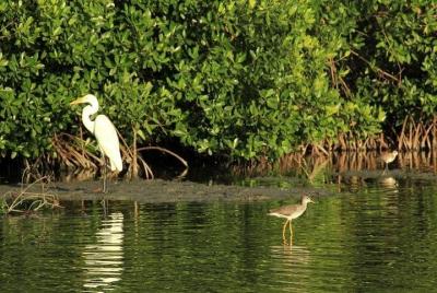 Bird Watching Tour in the Mangroves Cartagena