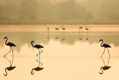 Full-Day Donana National Park Tour from Seville Full-Day Donana National Park Tour from Seville