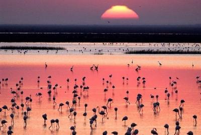 Donana National Park: 4x4 Guided Day Tour from Seville Donana National Park: 4x4 Guided Day Tour from Seville