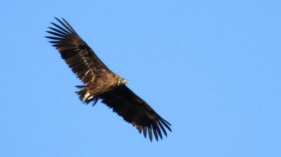 Private birdwatching day trip to Sierra Norte from Seville. Private birdwatching day trip to Sierra Norte from Seville.