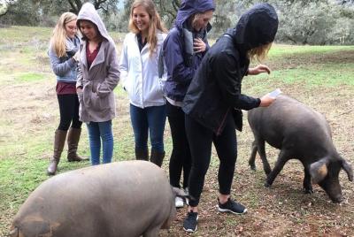 From Seville: Pig Farm private day tour and old villages visit From Seville: Pig Farm private day tour and old villages visit