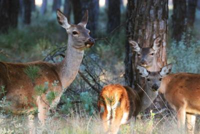 Donana National Park in Two Days from Seville Donana National Park in Two Days from Seville