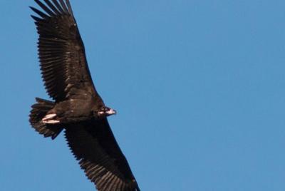 8-Day Birds of the Iberian Border Tour from Seville
