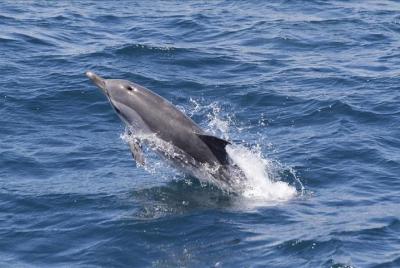 From Seville: Whale Watch Beach Tarifa Day Trip From Seville: Whale Watch Beach Tarifa Day Trip