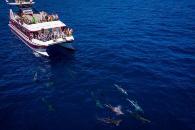 Royal Delfin - 2Hour Sustainable Dolphin & Whale Watching Mini Cr Royal Delfin - 2Hour Sustainable Dolphin & Whale Watching Mini Cr