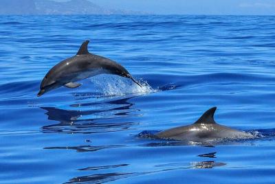Whale & Dolphin Watching in Tenerife (Puerto Colon) On a Sailing  Whale & Dolphin Watching in Tenerife (Puerto Colon) On a Sailing