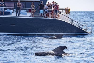 Whale Watching Catamaran in Costa Adeje Whale Watching Catamaran in Costa Adeje