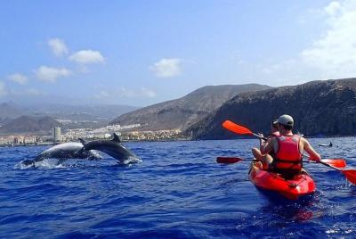 Kayaking, Snorkeling & Swimming with Dolphins and Watching  Kayaking, Snorkeling & Swimming with Dolphins and Watching