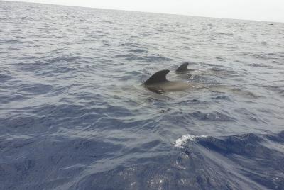 Speed Boat Whale and Dolphin Watching Experience in Tenerife Speed Boat Whale and Dolphin Watching Experience in Tenerife