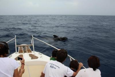 Whale watching in Tenerife