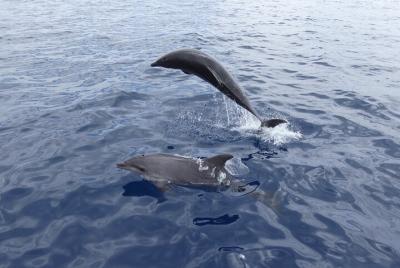 Christmas or New Year Sailing with Lunch/Dinner and Drinks 