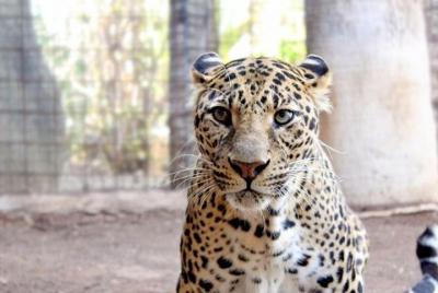 Skip the Line: Jungle Park Tenerife Entrance Ticket