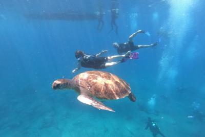 Snorkeling and Boat Tour in a Turtle Area Snorkeling and Boat Tour in a Turtle Area