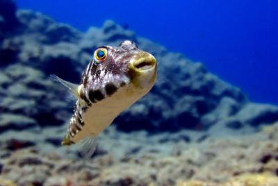RECREATIONAL DIVE (certified divers only) : Explore Canarian Seal RECREATIONAL DIVE (certified divers only) : Explore Canarian Seal