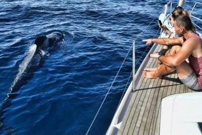 Premium All Inclusive Whale & Dolphin Watching Experience  Premium All Inclusive Whale & Dolphin Watching Experience
