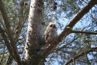 Birdwatching Montes de Toledo Orientales Birdwatching Montes de Toledo Orientales