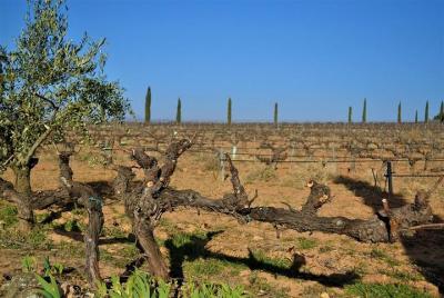 Valencia Wine Tour Valencia Wine Tour