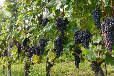 Utiel Requena Day Trip - Ecologic Olive Oil And Wine Tasting - PRIVATE TOUR