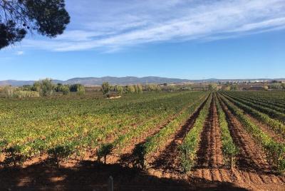 Accessible Valencia: Private, Accessible Wine Tour with Lunch