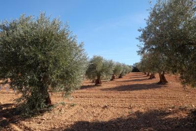 Wine tour and olive oil  Wine tour and olive oil