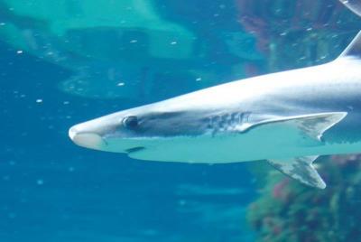 Skip the Line: Acuario do Grove Adult Entry Ticket Skip the Line: Acuario do Grove Adult Entry Ticket