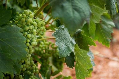 Wine and Cava day trip from Zaragoza Wine and Cava day trip from Zaragoza