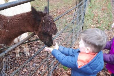 Farm Experience inc Alpaca Walking Farm Experience inc Alpaca Walking