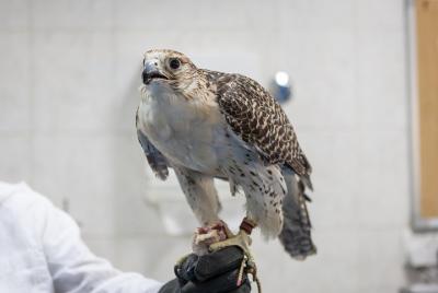 Falcon Hospital Tour with Hotel Pick up & Drop off  Falcon Hospital Tour with Hotel Pick up & Drop off