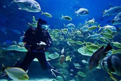 Dive Trip in Hurghada with 2 Dive Sites Dive Trip in Hurghada with 2 Dive Sites