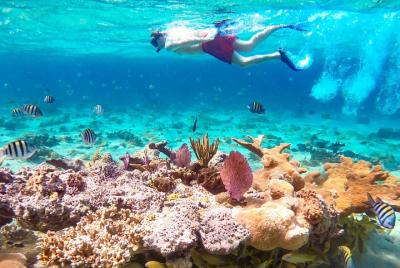 Pearl Island Escape incl. Snorkeling Experience with Lunch Pearl Island Escape incl. Snorkeling Experience with Lunch
