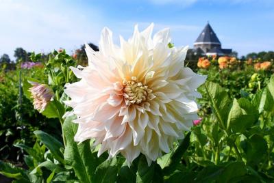 Drive it yourself electric Dahlia Flower Fields GPS audio tour