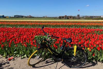 Enjoy the tulip fields by bicycle with a local guide! Tulip bike 