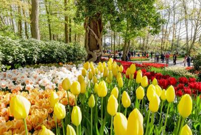 Keukenhof Garden and Flower Fields Day Tour from Rotterdam Keukenhof Garden and Flower Fields Day Tour from Rotterdam