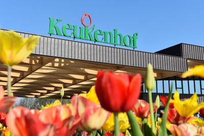 Keukenhof Garden and Flower Fields Guided Day Tour from The Hague