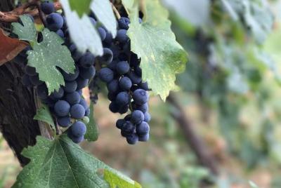 Berat city tour & Wine and Food Malinat by Berat City Tours Berat city tour & Wine and Food Malinat by Berat City Tours