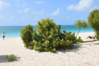 Wadadli Sensations and Stingrays