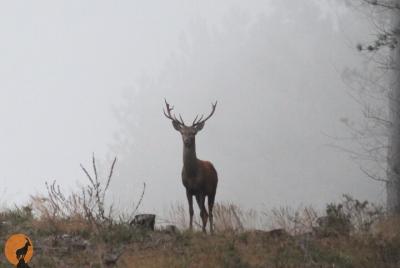 Discovering Nature in Serra da Lousã (half day) Discovering Nature in Serra da Lousã (half day)