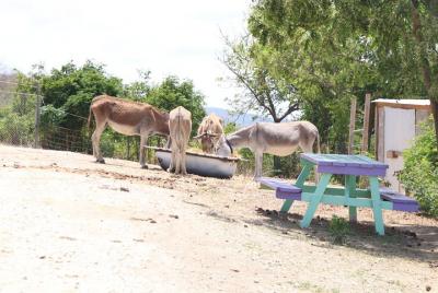 Animal Lovers Dream Tour: Stingray and Snorkeling also Available