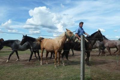 Día completo Fiesta Gaucha en Estancia 
