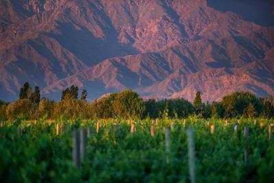 Half-Day Wine Road Premium Tour From Cafayate Half-Day Wine Road Premium Tour From Cafayate