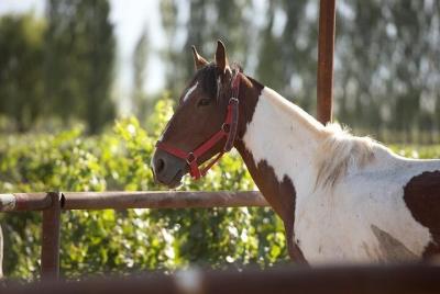 Horseback riding at sunset Horseback riding at sunset
